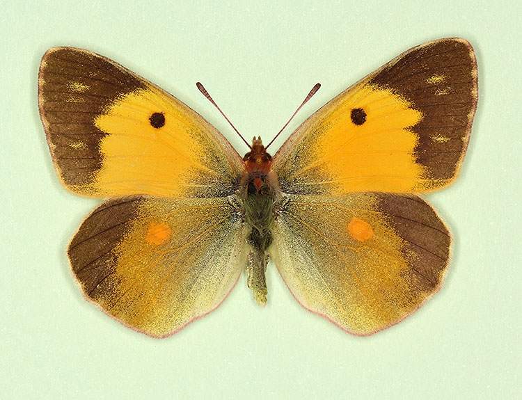 Colias croceus female (aberrant form pseudomas) (Internet Image property of respective owner, non-commercial use only)